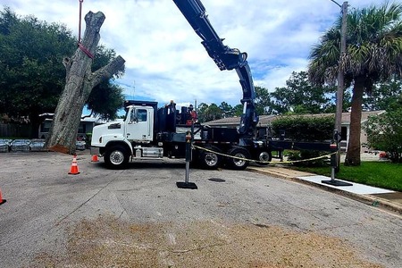 Crane moving large tree 
