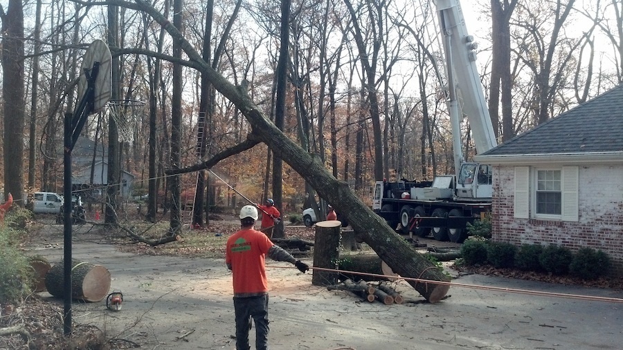 Tree Care During a Florida Fall & Winter