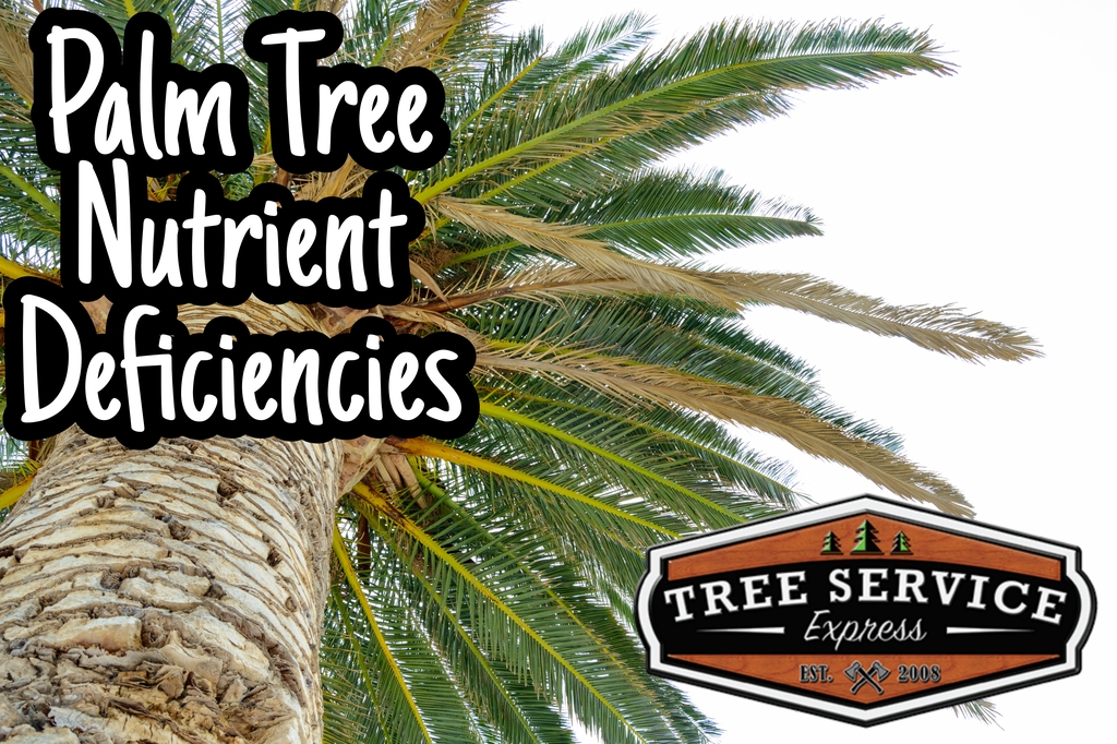 Palm Tree Nutrient Deficiencies
