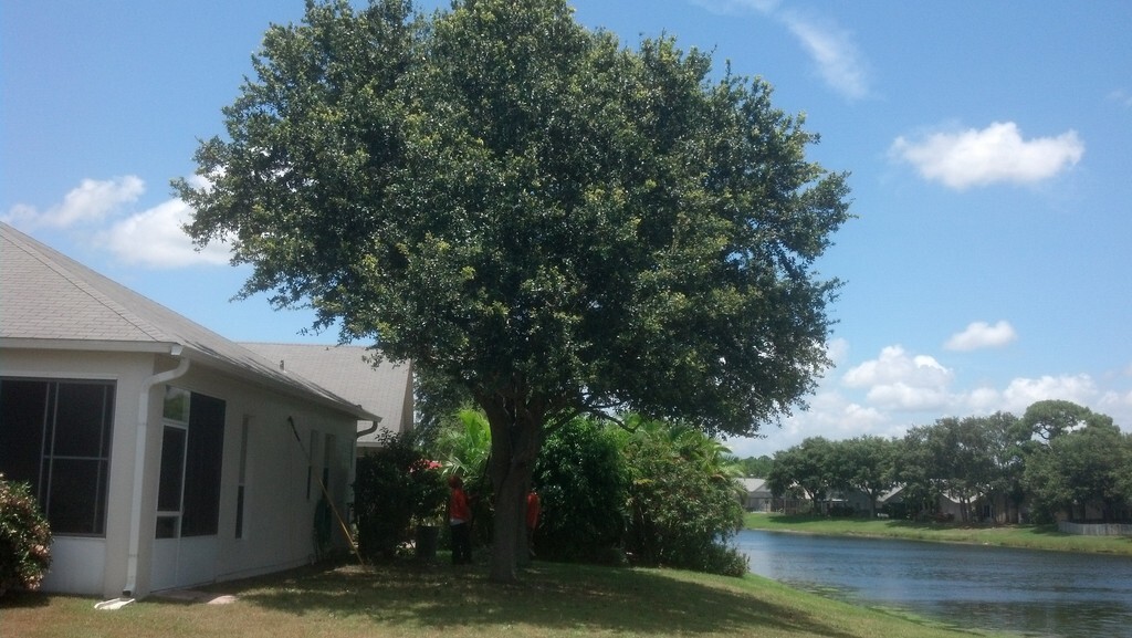 Common Tree Trimming & Pruning Mistakes