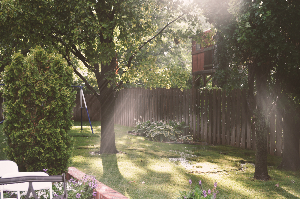 The Dangers of Planting Trees Too Close to Your HomeThe Dangers of Planting Trees Too Close to Your Home