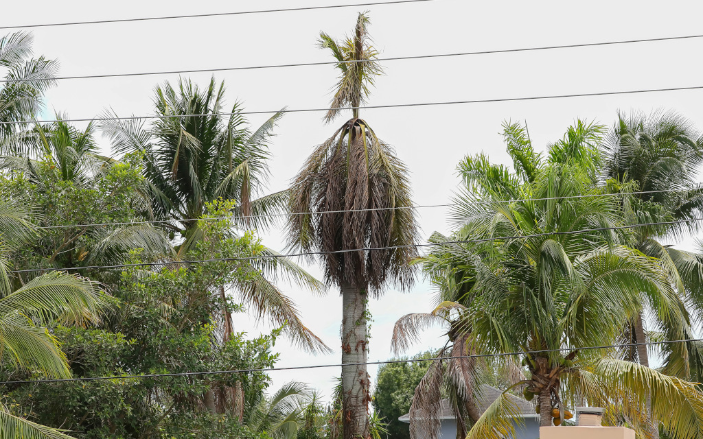 What's Wrong With My Palm Tree?