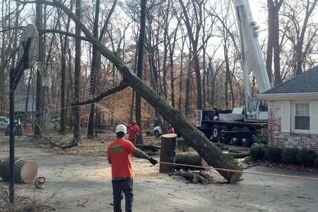 Tree Care During a Florida Fall & Winter