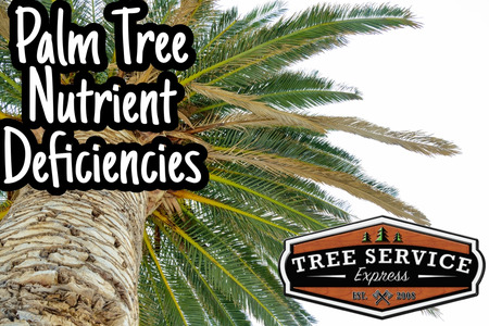 Palm Tree Nutrient Deficiencies