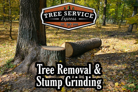 Tree & Stump Removal