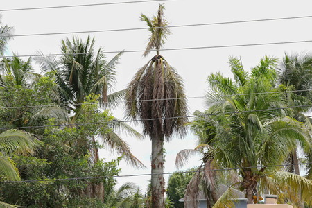 What's Wrong With My Palm Tree?