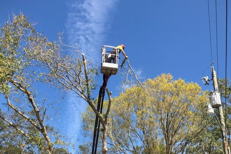 How To Prepare Your Trees For A Hurricane