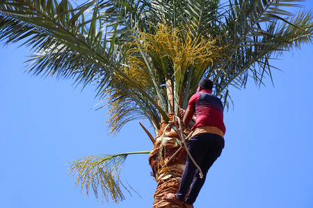 Importance of Tree Trimming