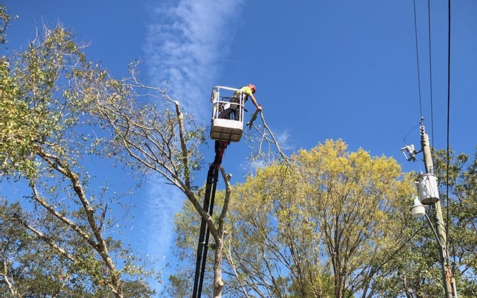 How To Prepare Your Trees For A Hurricane