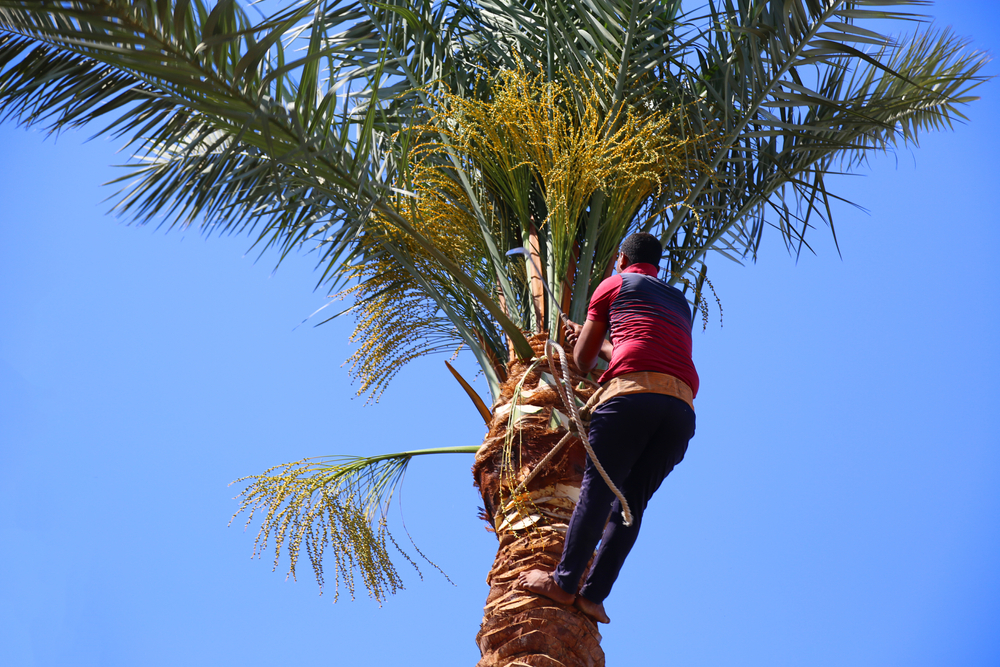 Importance of Tree Trimming