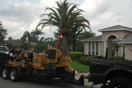 Palm Trimming Photos