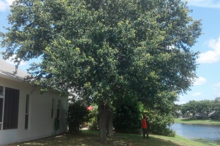Before Tree Trimming Service
