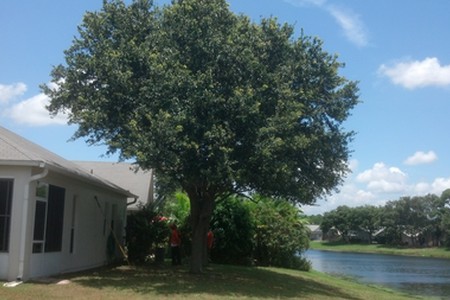 Tree Trimming Photos