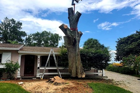 Crane lifting a tree from the ground at a residential property