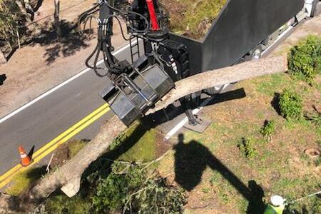 The TSE Team at Work Performing a Tree Removal