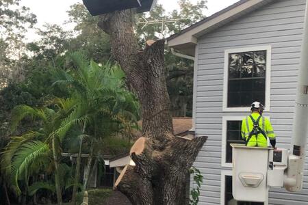 Tree Removal in Palm Bay, Florida 