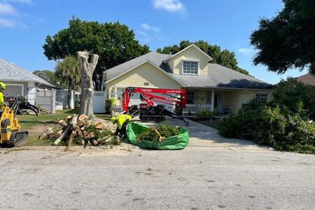 Branches and Limbs Cut - Preparing for Tree Removal