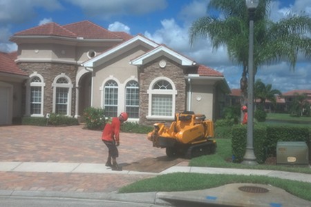 Stump Grinding Photos