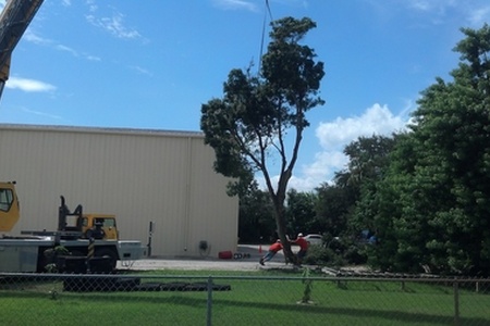 Tree Removal Photos