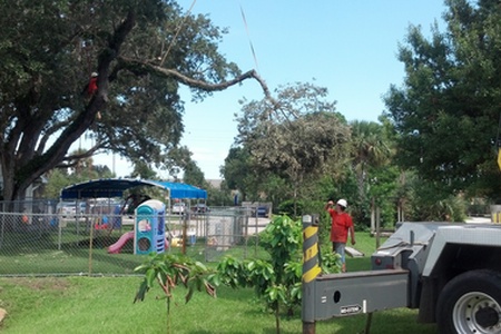 Tree Limb Removal with Crane