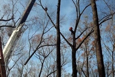 Tree Removal Photos