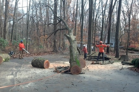 Tree Removal Photos