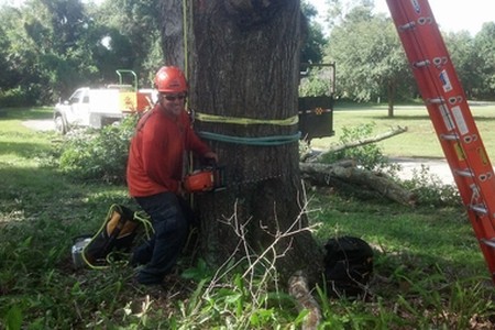 Tree Removal Photos