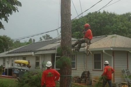 Tree Removal Photos