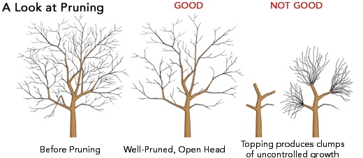 good vs bad pruning