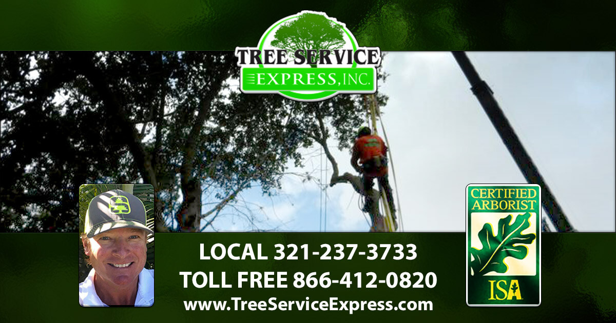 A Tree Svc Express