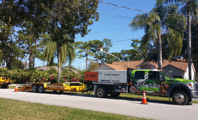 Tree Trimming Mckinney