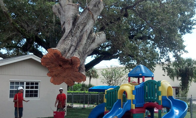 Cape Coral Tree Removal