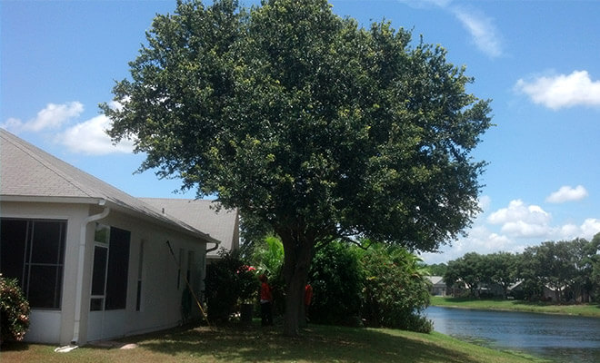 Tree Trimming Services